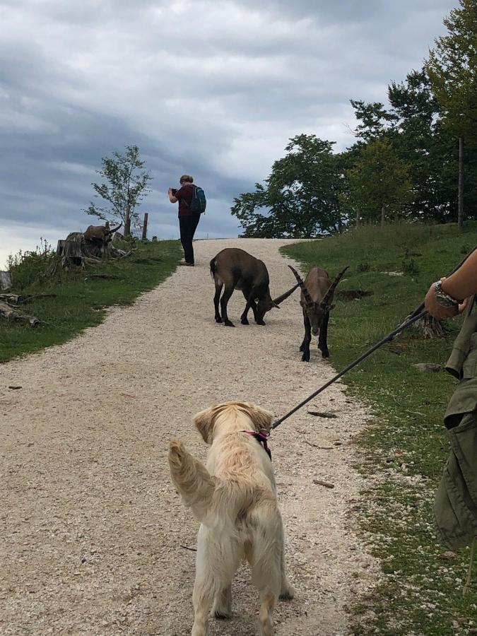 Millies Hosting - Familienurlaub Mit Hund In Kaernten Sankt Paul im Lavanttal Bagian luar foto