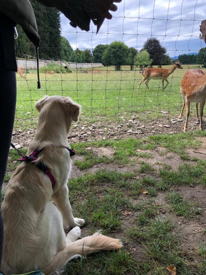 Millies Hosting - Familienurlaub Mit Hund In Kaernten Sankt Paul im Lavanttal Bagian luar foto
